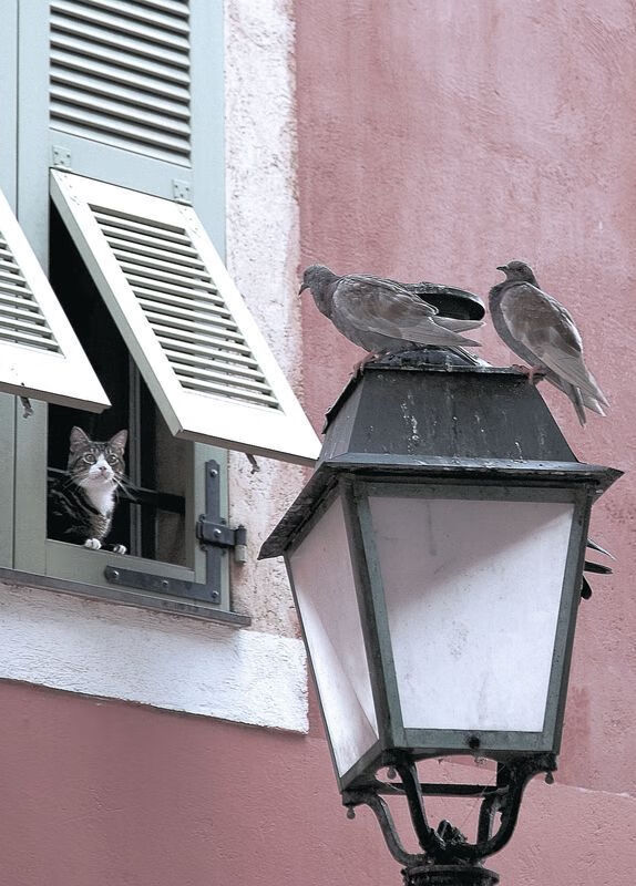 开云首页登录-_森林狼迎来黄金时段，逐步缩小差距_，森林狼战绩